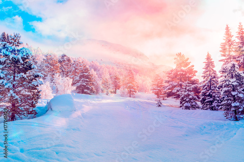 Winter wonderland with Christmas trees at sunrise photo