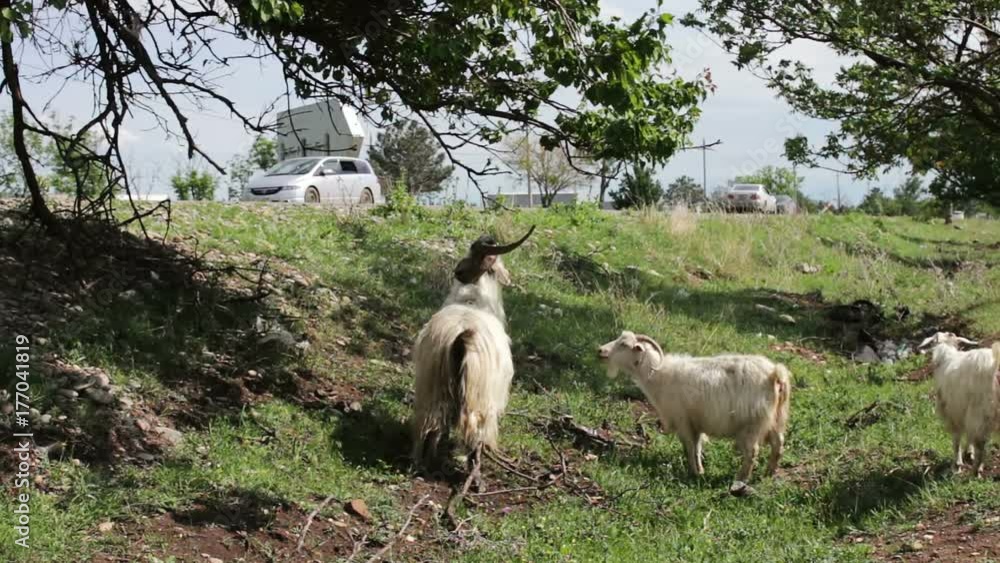 Goats funny eating foliage from the tree stand on hind legs near Tbilisi, Georgia Goats funny eating foliage from the tree stand on hind legs near Tbilisi, Georgia