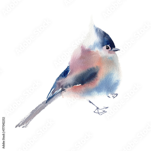 Winter fluffy soft bird hand drawn watercolor