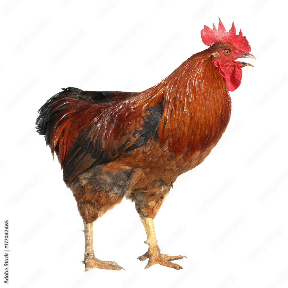Fototapeta premium Red brown rooster isolated on white background