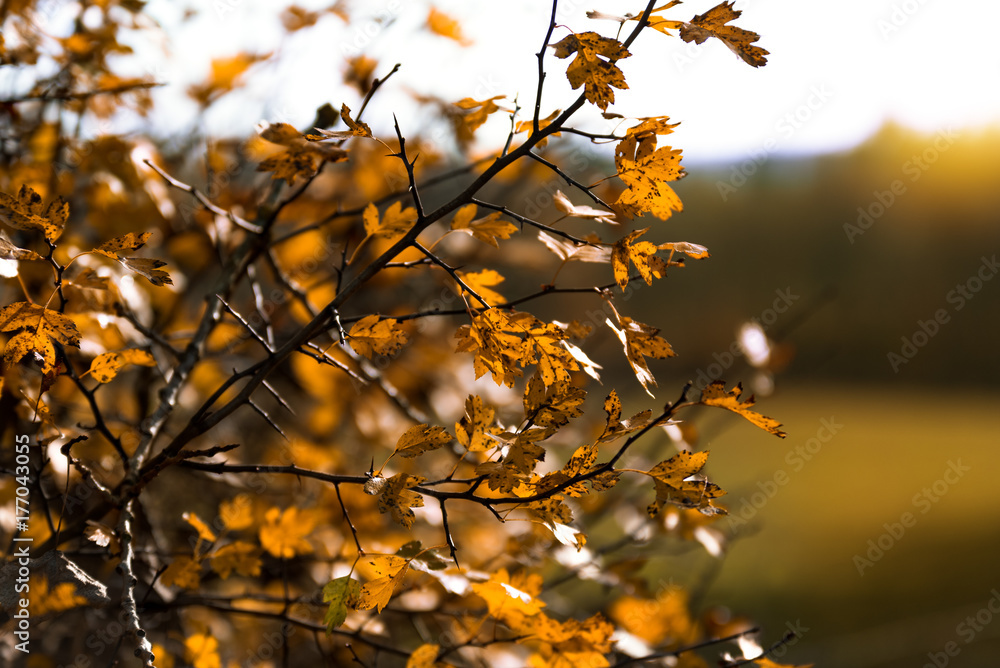 Yellow leaves in autumn outdoors with sunlight Yellow leaves in autumn outdoors with sunlight