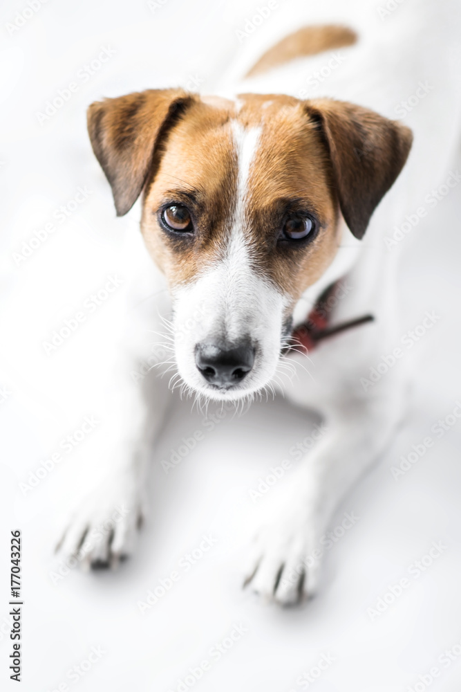 A close-up portrait of a cute small dog Jack Russell Terrier lying and looking into camera on white background