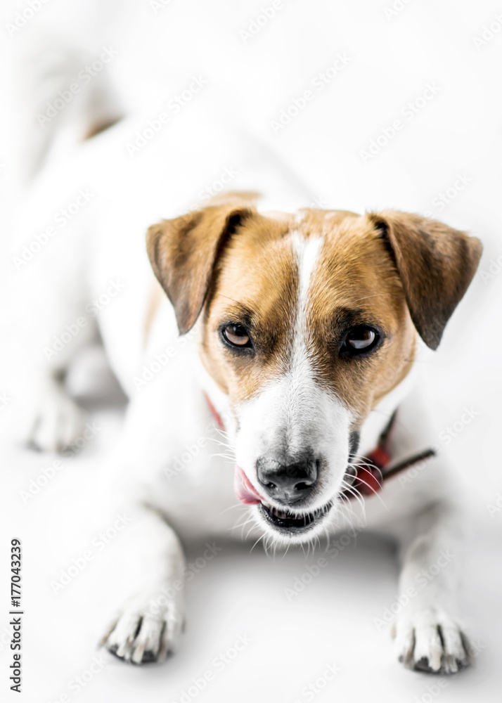 A close-up portrait of a cute small dog Jack Russell Terrier lying with tongue out and looking into camera on white background