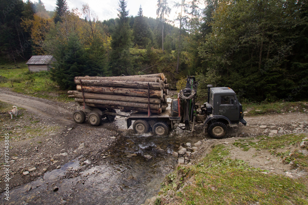 tree felling in charpatians forest, cut down pines in mountains, destroyed forest ,natural disaster, ecology problems 