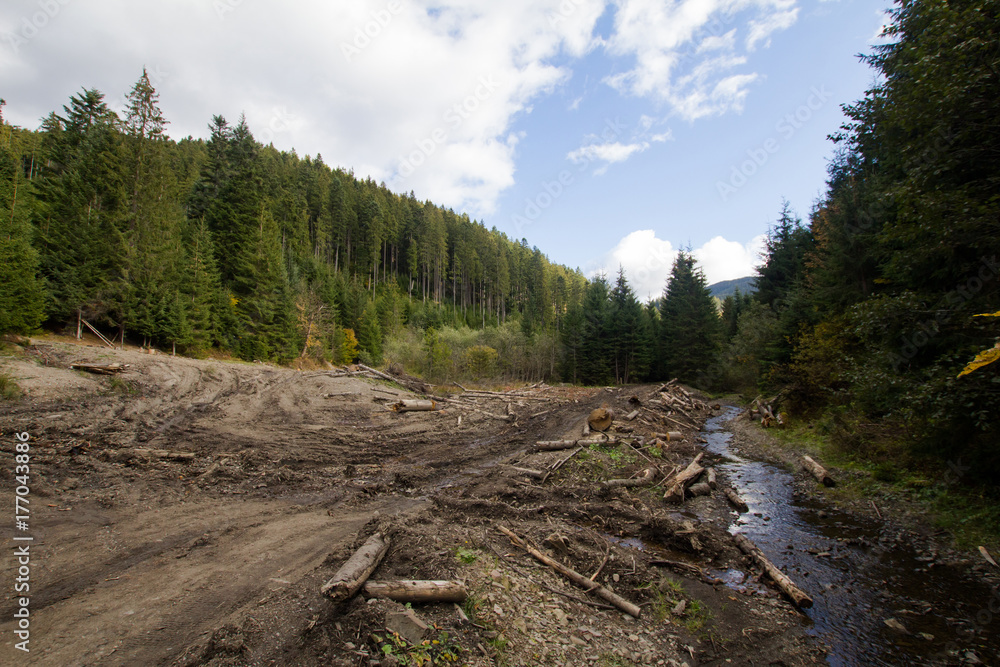 tree felling in charpatians forest, cut down pines in mountains, destroyed forest ,natural disaster, ecology problems tree felling in charpatians forest, cut down pines in mountains, destroyed forest ,natural disaster, ecology problems