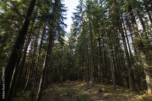 pictures of old forest in mountains,autumn or summer time 