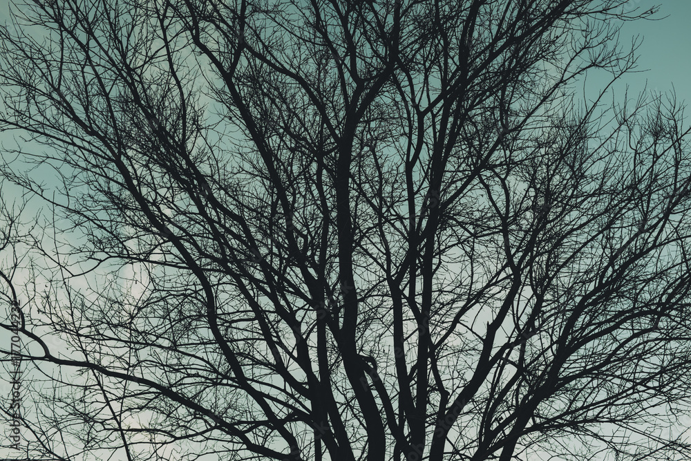 Silhouette of bare deciduous hardwood trees at dusk Silhouette of bare deciduous hardwood trees at dusk