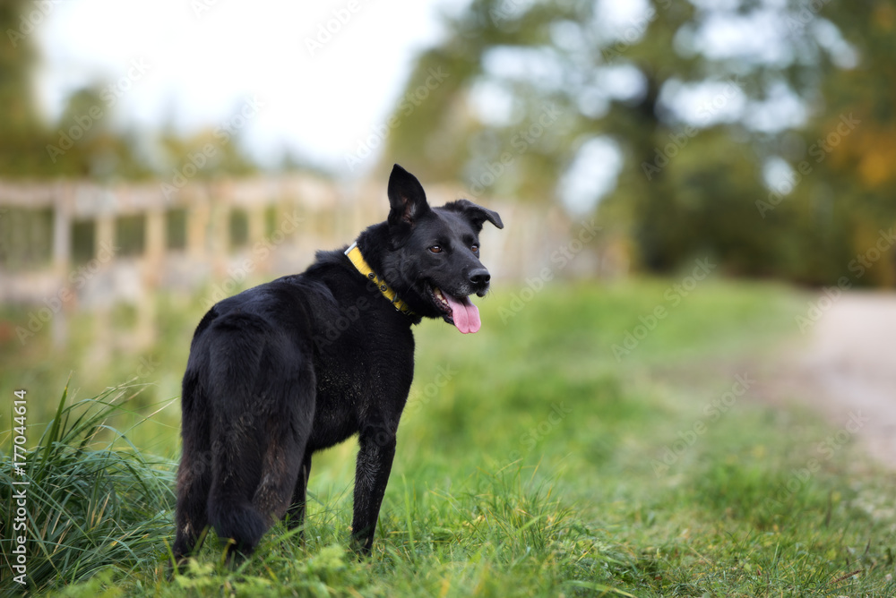 beautiful black mixed breed dog outdoors