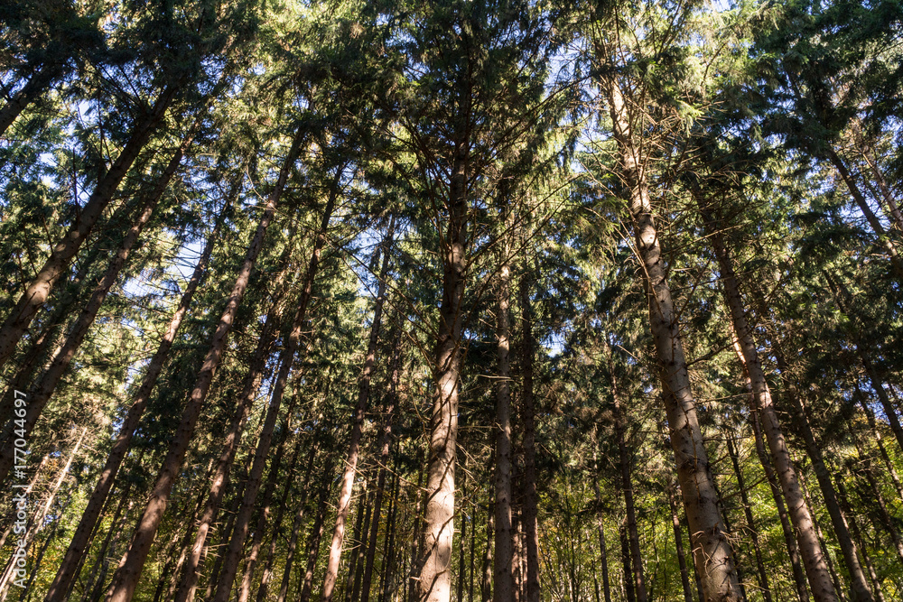 Obraz premium Teutoburger Wald Bielefeld