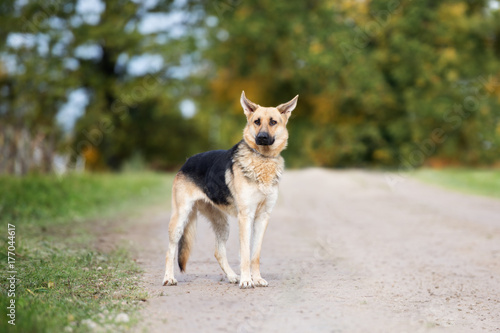 beautiful german shepherd mix dog standing outdoors © otsphoto