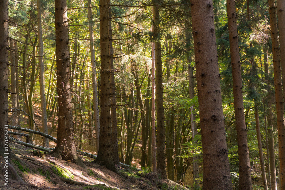 Fototapeta premium Teutoburger Wald Bielefeld