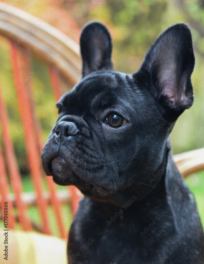 French bulldog puppy close up