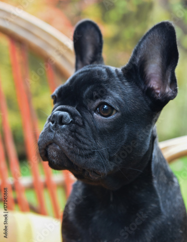 French bulldog puppy close up © zanna_