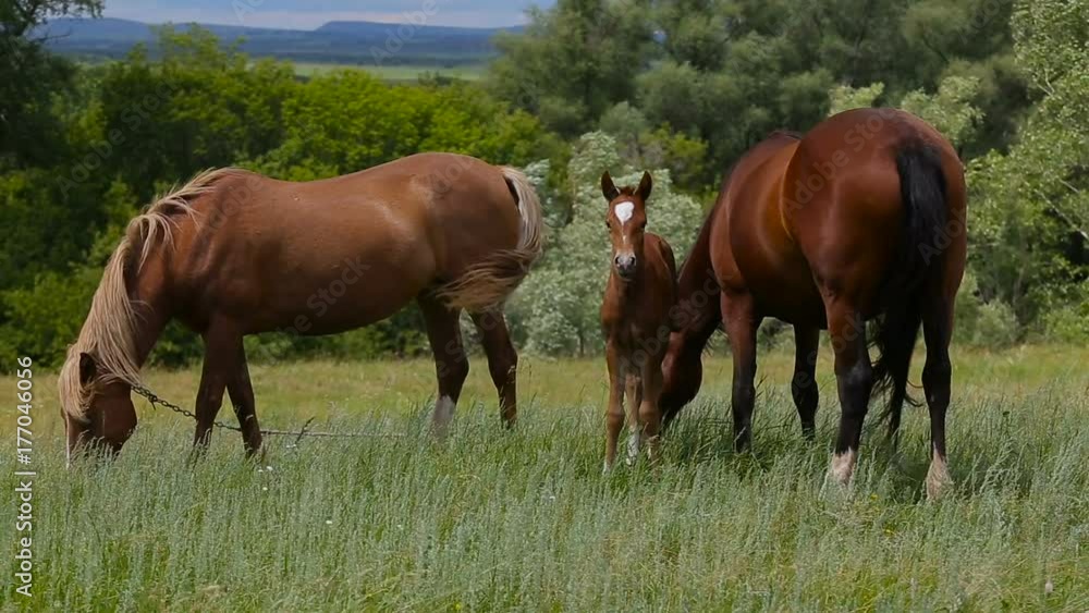 A horse family grazes on a summer green pasture A horse family grazes on a summer green pasture