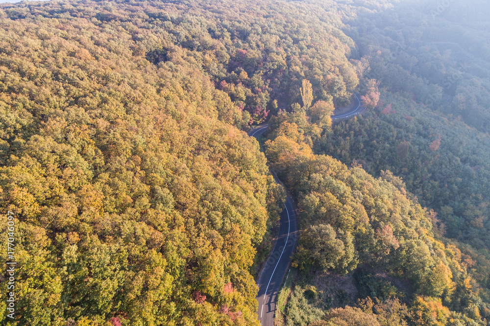 curved road through the autumn forest