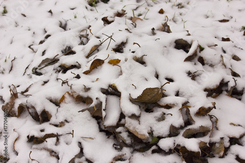 dry fallen leaves under snow
