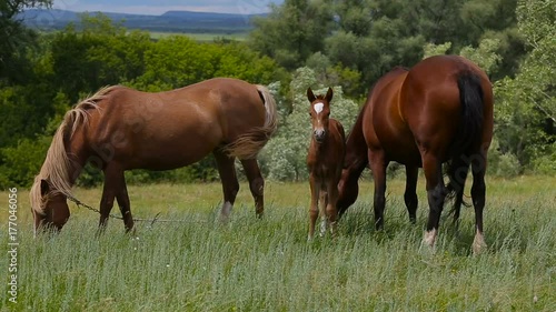 Wallpaper Mural A horse family grazes on a summer green pasture Torontodigital.ca