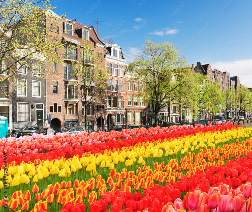 Dutch houses with fresh tulip flowers, Amsterdam, Netherlands