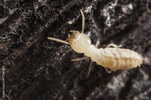 Subterranean termite on damp wood