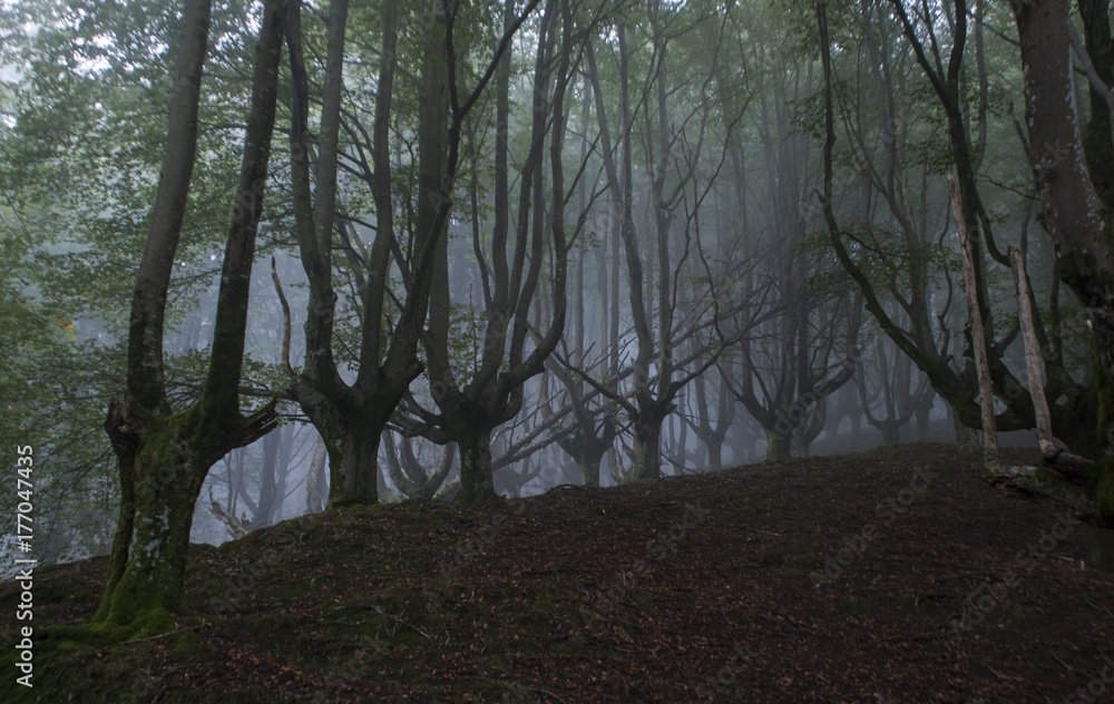 Naklejka premium horror forest in Spain