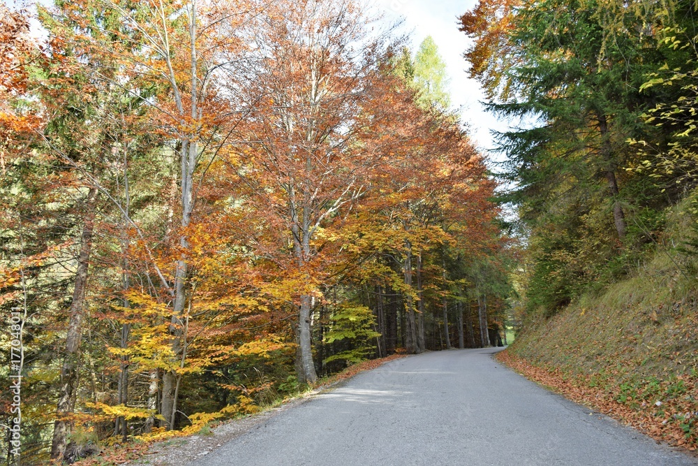 Strada nel bosco d'autunno