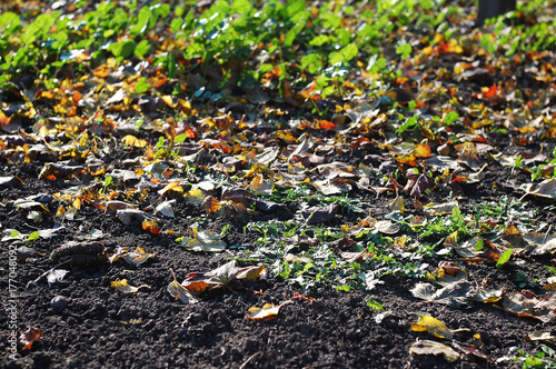 Deciduous litter from mix of fallen autumn leaves on black ground on the background of green grass. photo