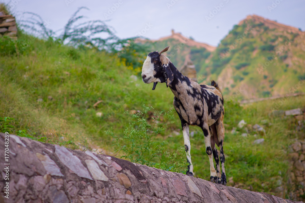Fototapeta premium Close up of a wild white and black goat, at outdoor standing over a stoned wall in Jaipur, India