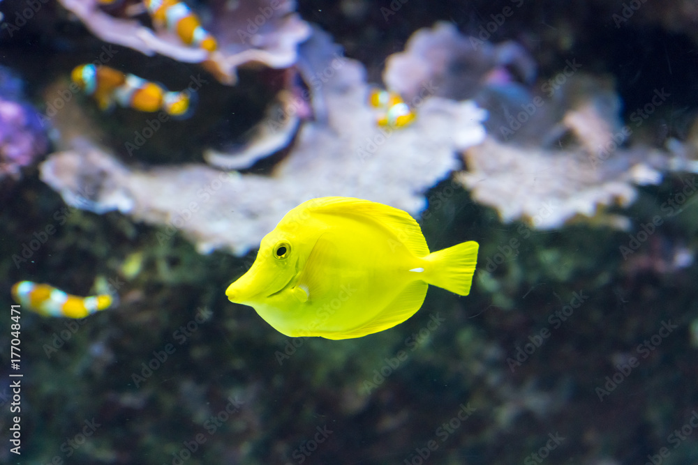 Exotic fish in aquarium Exotic fish in aquarium