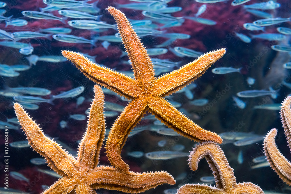 Starfishs and fish in aquarium Starfishs and fish in aquarium