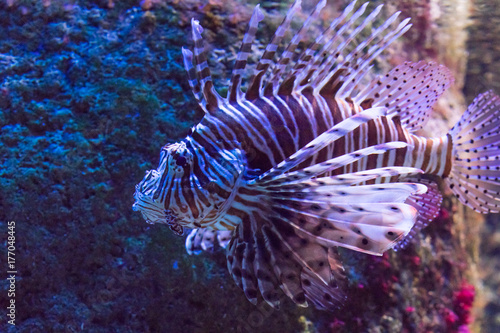 Beautiful Red Lionfish in aquarium