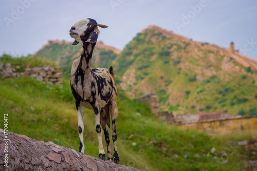 Close up of a wild white and black goat  at outdoor standing over a stoned wall in Jaipur  India