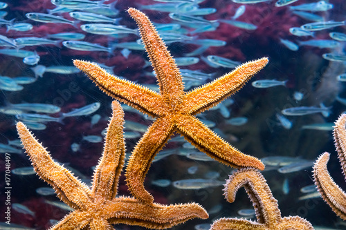 Starfishs and fish in aquarium