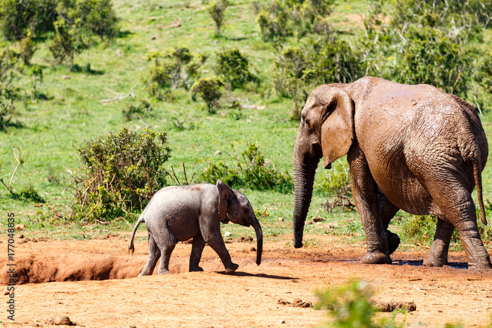 Fototapeta premium Baby elephant walking up to his mom