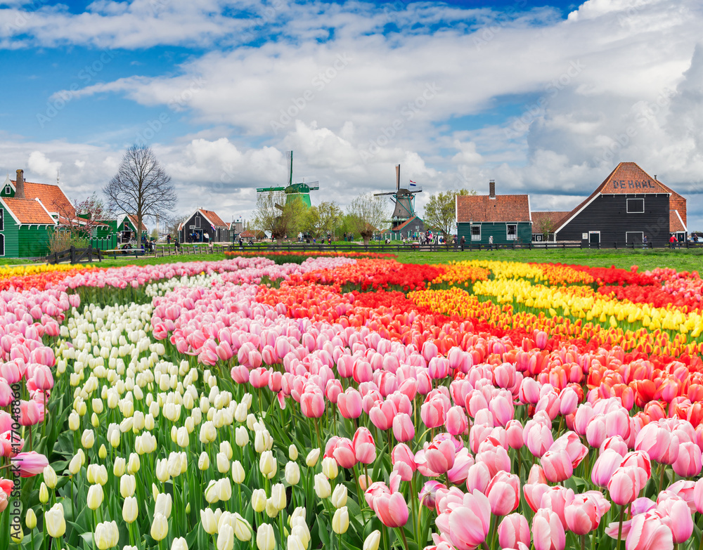 rural dutch country skyline of small old town Zaanse Schans and tulips fields, Netherlands
