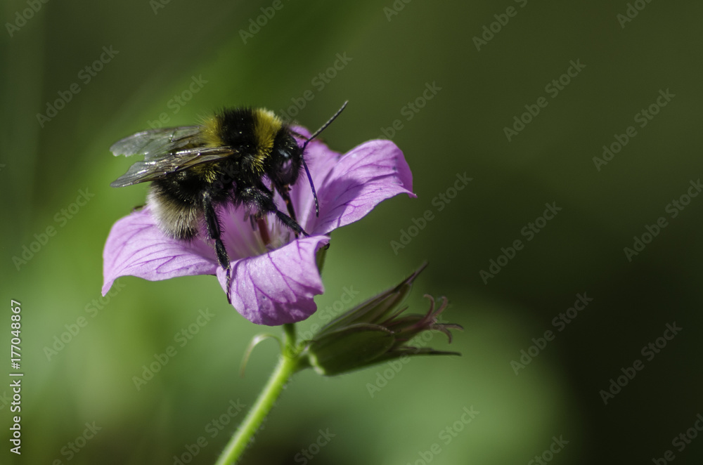 bee bee