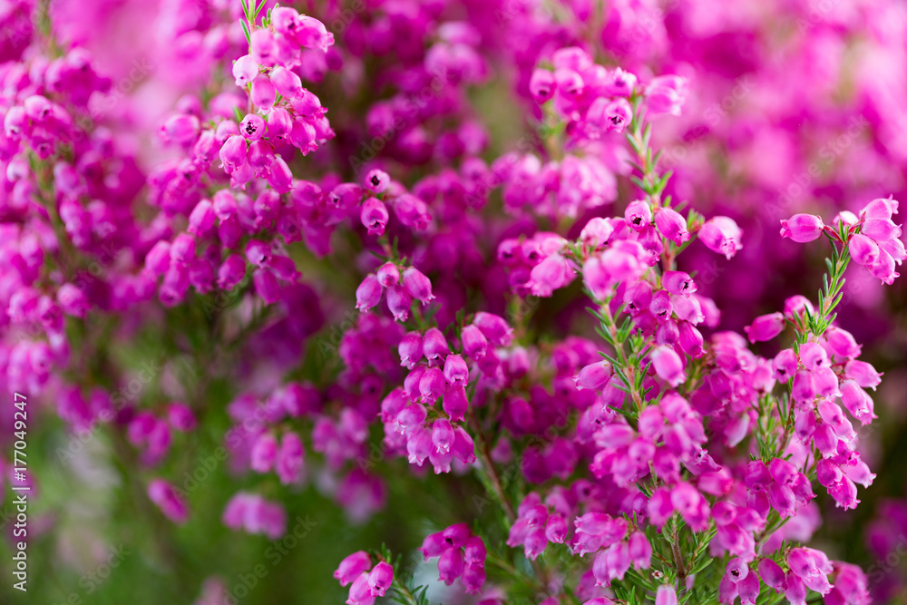 Plant erica gracilis.