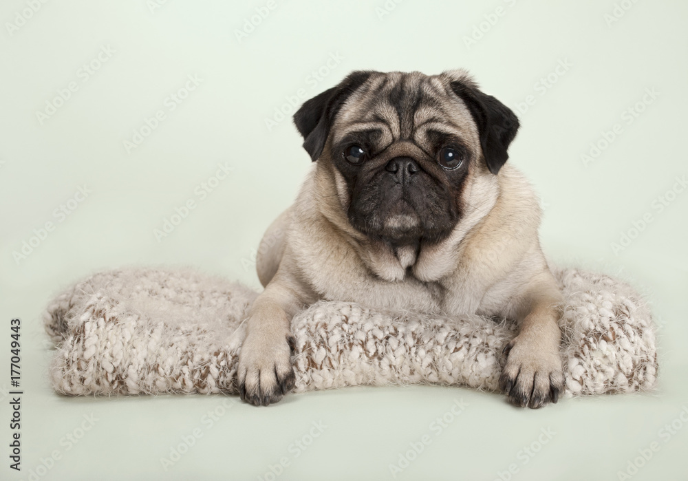 beautiful pug puppy dog lying down on fuzzy blanket, on pastel background