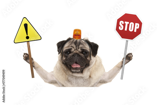 Quadro su tela smiling pug dog holding up red stop sign  and yellow exclamation mark sign, with