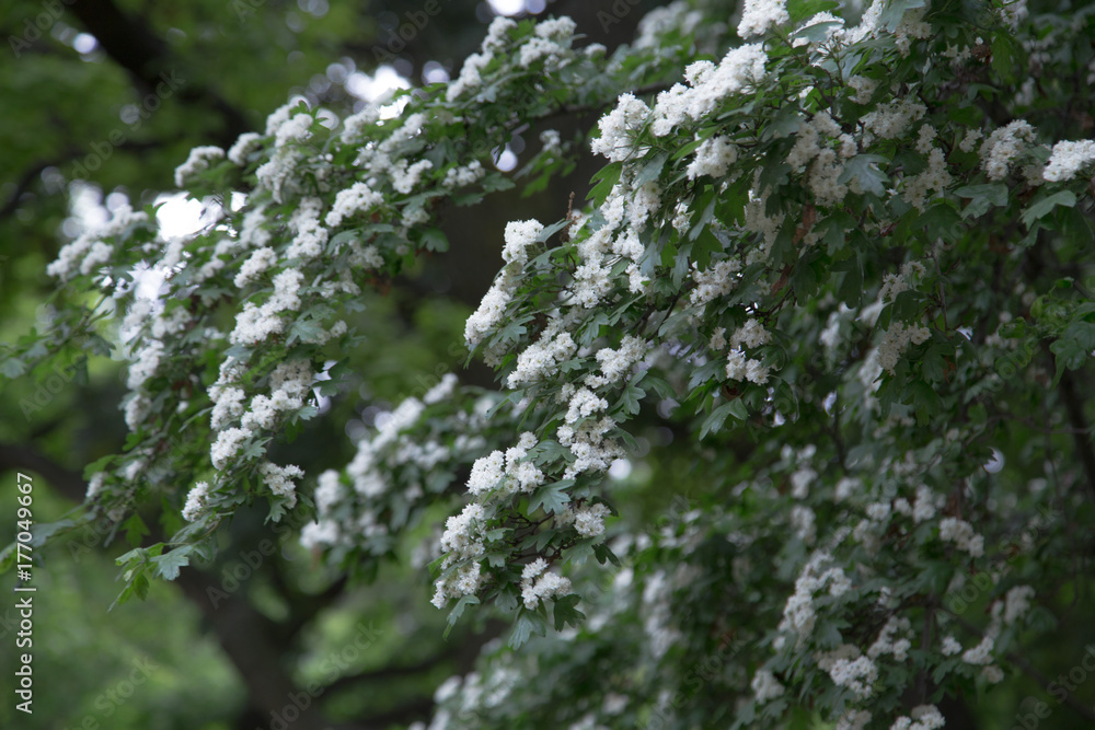 tree with white flowers tree with white flowers
