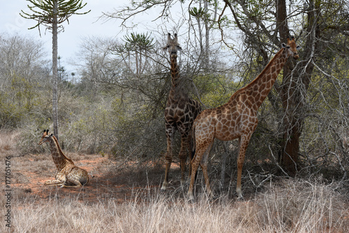 Quiçama, or Kissama, National Park