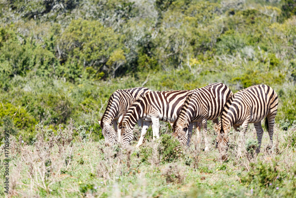 Zebras lining up in the field to eat Zebras lining up in the field to eat