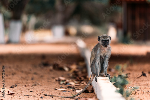 Vervet Monkey