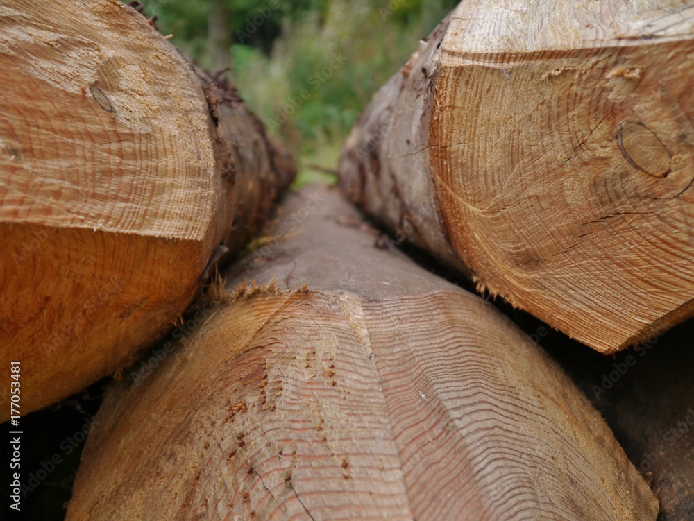 Baumstämme aus der Nähe