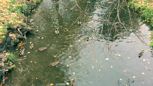Wild ducks swimming on pond