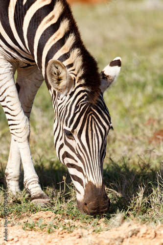 Close up of a Zebra eating grass