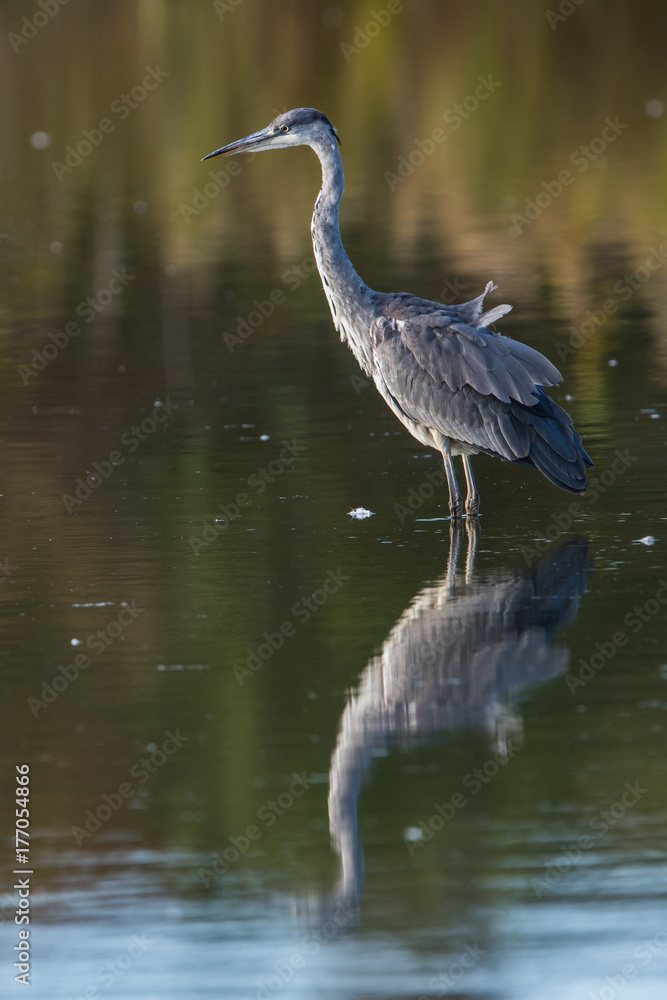 Grey Herons fishing Grey Herons fishing
