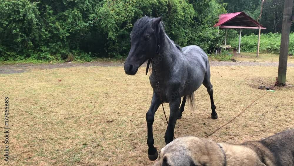 Black horse stretching horse making bowing green field trained doing tricks 