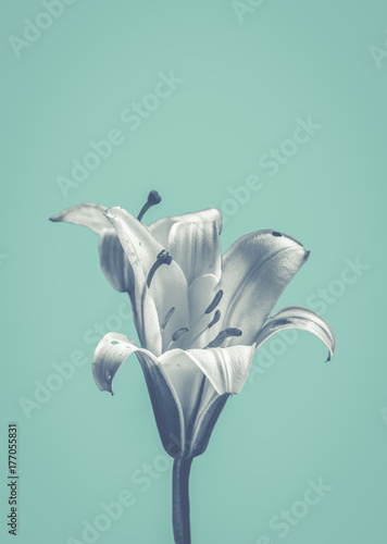 Fototapeta Naklejka Na Ścianę i Meble -  Flower On Blue Design