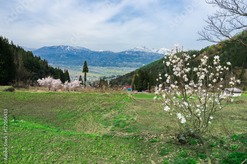 Fototapeta Naklejka Na Ścianę i Meble -  タムシバの花と春の山