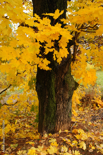 maple, tree